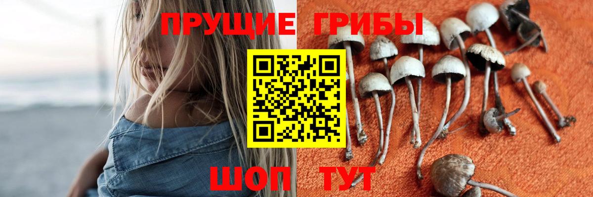 Галлюциногенные грибы Psilocybine cubensis Дербент
